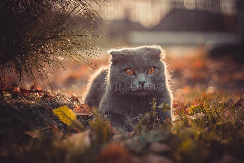 Gatto sul erba sul autunno.