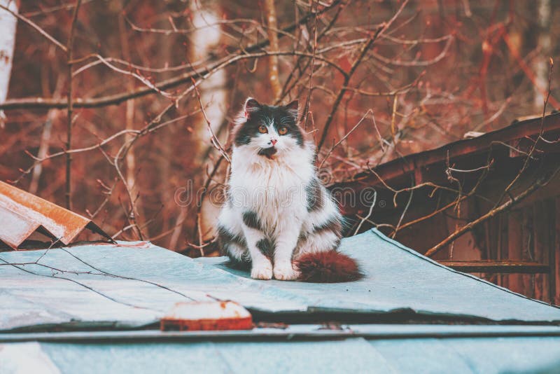 Cat sitting on the grunge metal roof