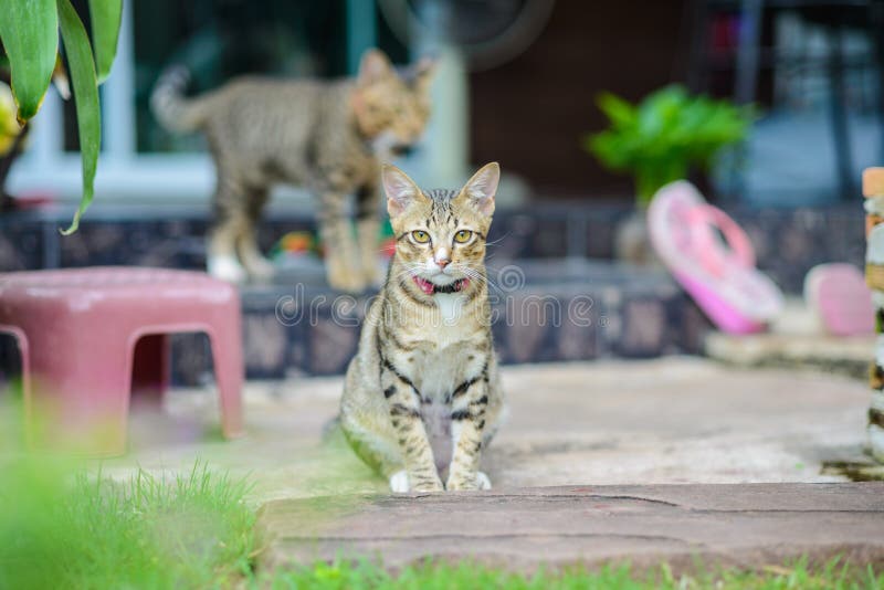 Cat Sitting at home stock photo. Image of background 42873708