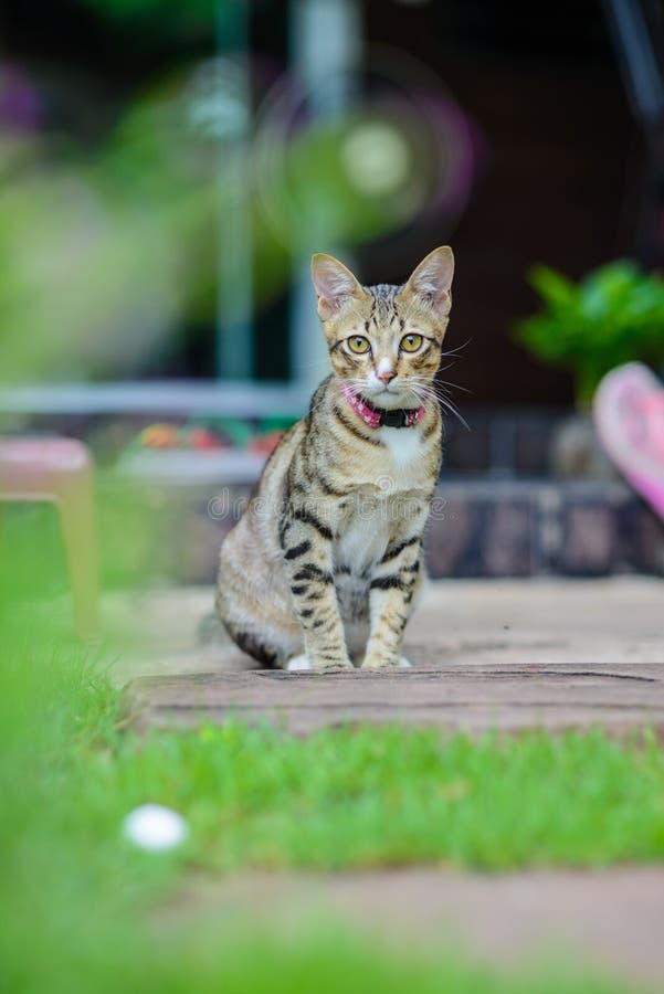 Cat Sitting at home stock photo. Image of natural, domestic 42873808