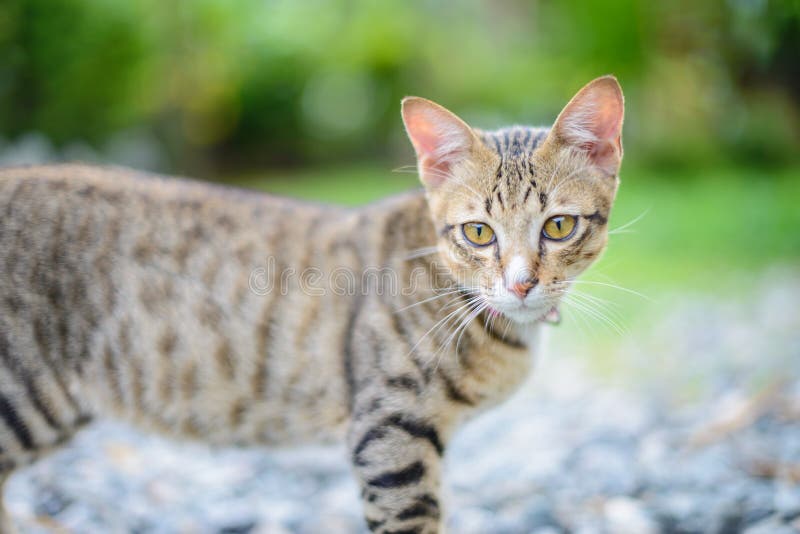 Cat Sitting at home stock photo. Image of background 42873708