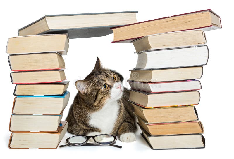 3,918 Cat Reading Stock Photos - Free & Royalty-Free Stock Photos from  Dreamstime