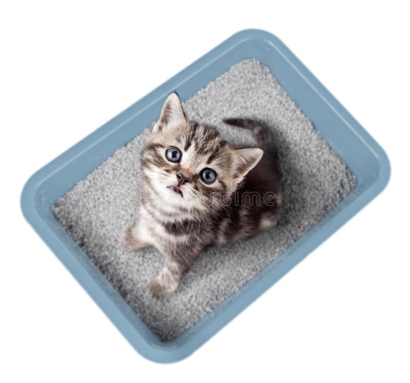 Cat Sitting In Litter Box Isolated Top View Stock Photo Image of