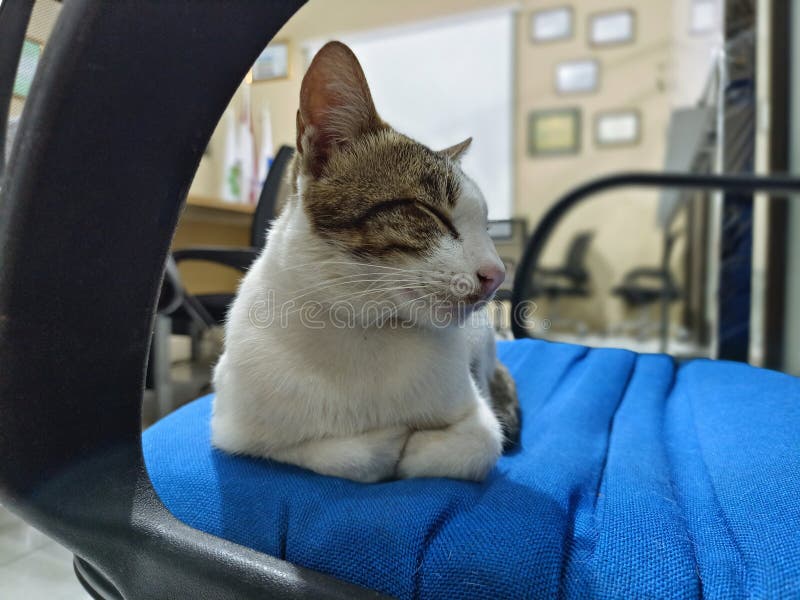 Cat Sitting in an Office Chair Stock Image Image of chair, carnivore