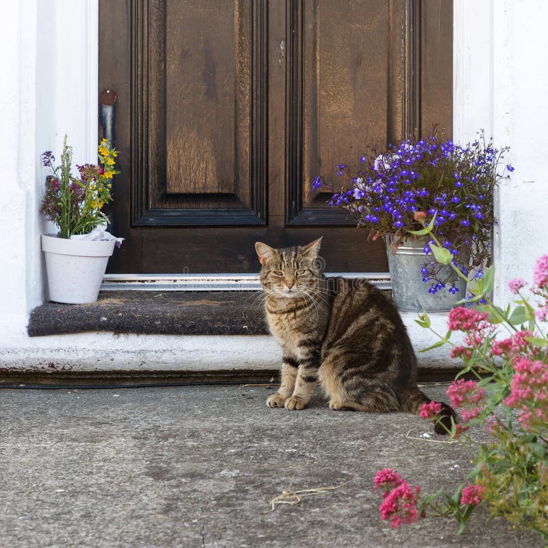 Cat sitting outside of a front door