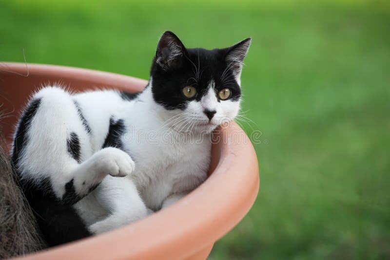 997 Cat Sitting Plant Pot Stock Photos Free & RoyaltyFree Stock