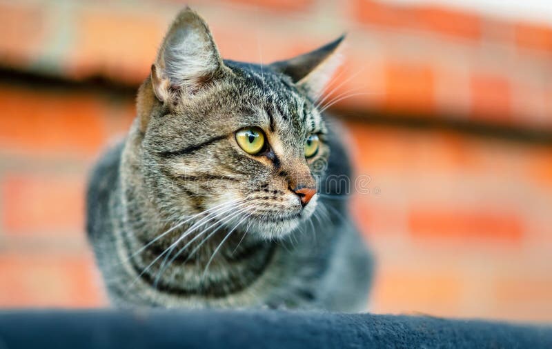 Cat sitting on the roof