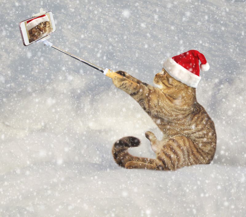 Cat makes photo on snow royalty free stock image Cat makes photo on snow royalty free stock image