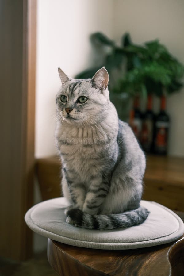 A Cat is Sitting on a Stool Stock Image Image of sitting, whiskers