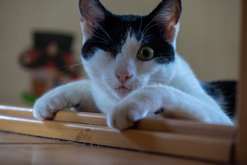 Cat Sitting on the Threshold Stock Image Image of animal, kitten