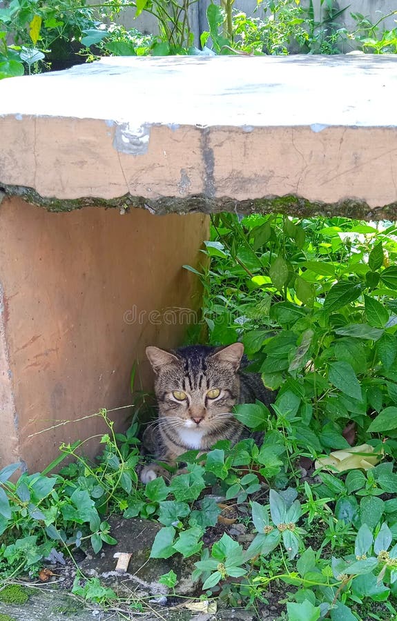 A cat is sitting under a bench in the hot sun, its eyes sharp, looking at the grass. stock photo