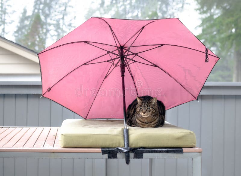 Cat Umbrella - Pink Cat Umbrella - Pink