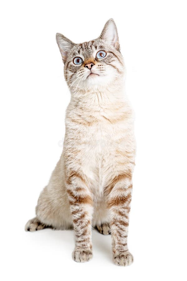 138 Fotos de Stock de Gato Png - Fotos de Stock Gratuitas e Sem