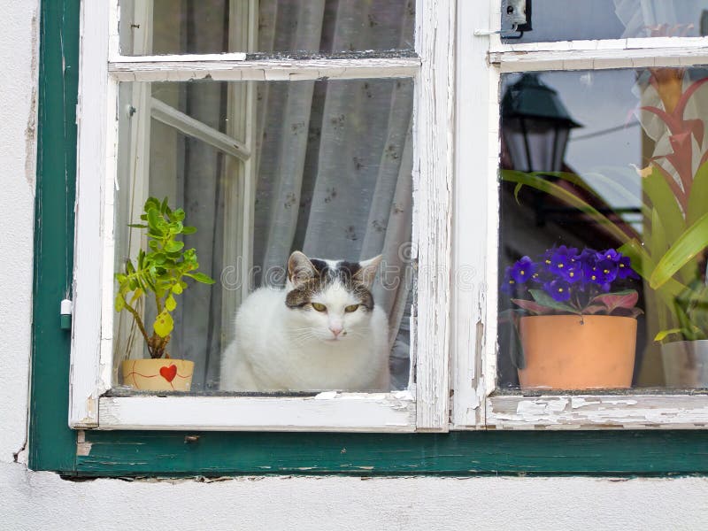 Cat sitting on a window stock photo. Image of neighbors 14812086
