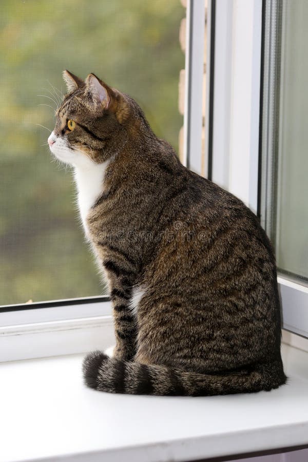 Cat sitting on the window stock image. Image of domestic 33208321