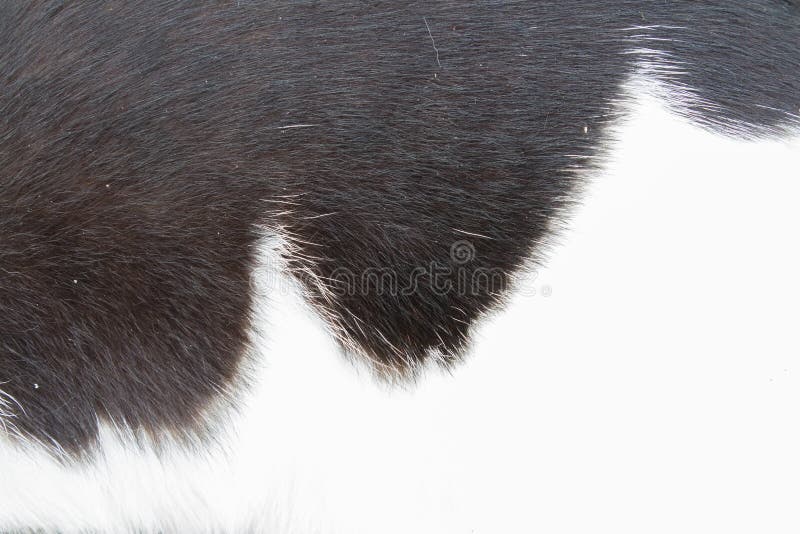 Cat skin stock photo. Image of hairy, nature, wool, backdrop 44351008