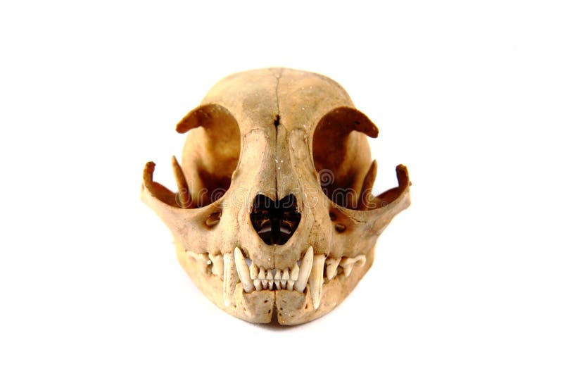 Cat skull stock photo Cat skull stock photo