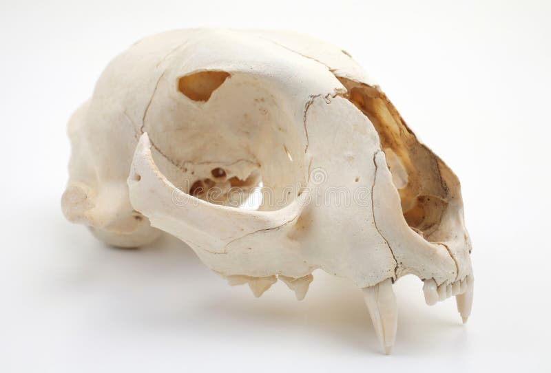 Cat Skull Side View Stock Image Image Of Animal Live 12536471