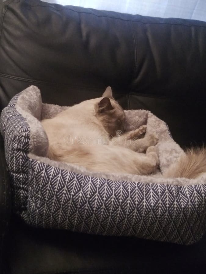 Cat Sleep in Bed stock photo. Image of textile, head 202595722