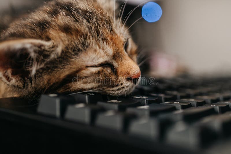 Cat Sleep on the Keyboard. Cozy Home Office, Working at Home during