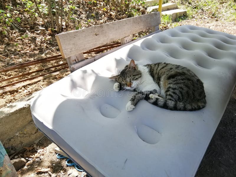 Cat Sleeping on a Air Mattress. Stock Image Image of wall, sleeping