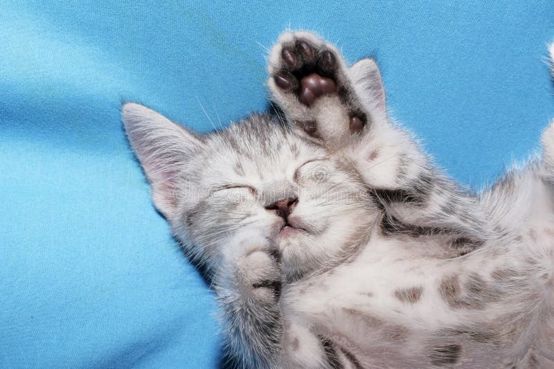 Cat is Sleeping on the Bed. Stock Image Image of kitten, sleeping