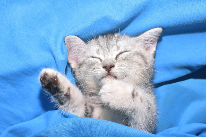 Cat is Sleeping on the Bed. Stock Image Image of relax, adorable