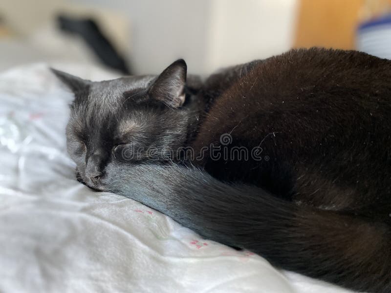 A cat Sleeping on a bed stock photo. Image of deeply 189781748