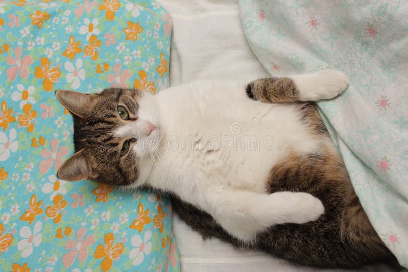 Cat sleeping in bed. stock image. Image of happy, comfort 102498425