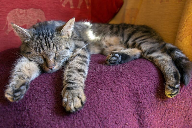 Red Cat Sleeping on Blanket at Home in Winter Stock Photo Image of cosy, indoors 108460512