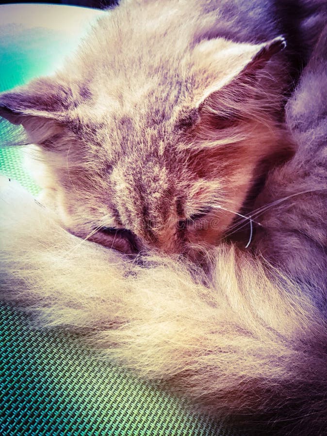 Cat sleeping stock image. Image of closeup, love, feline 110478115