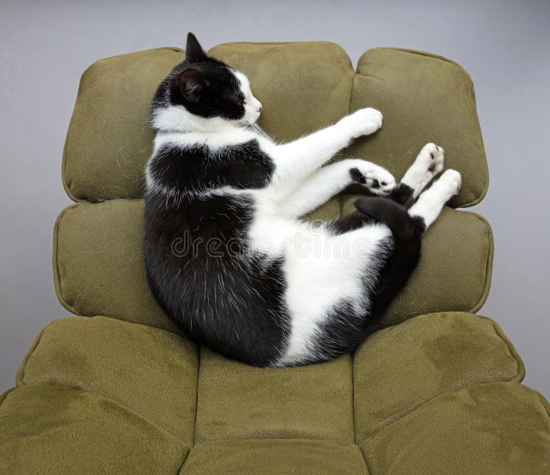 Cat sleeping on a chair stock image. Image of room, allergy 236771789