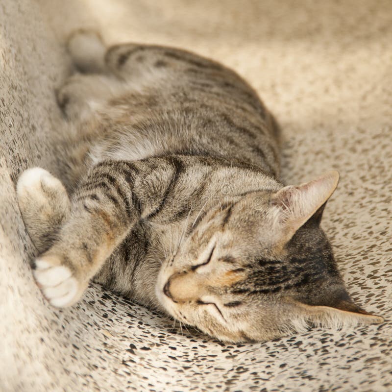 Cat sleeping on chair stock photo. Image of marble, kitten 65827330