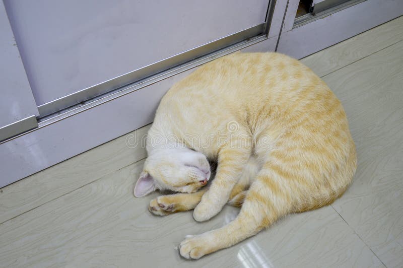 Cat Sleeping Positions Meaning Curled Tail