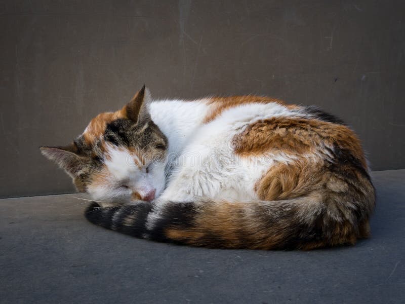 Cat sleeping curled up