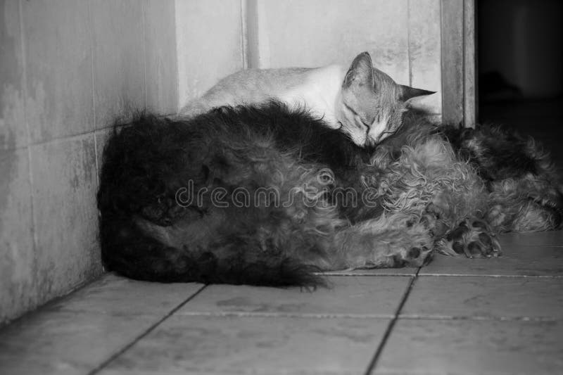 Cat Sleeping on Dog in Bathroom,cold Weather Day.black and White