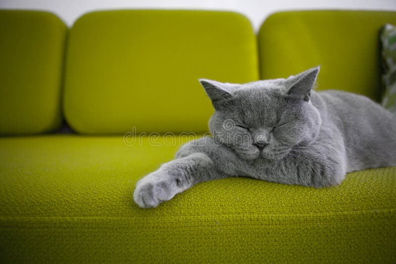 Cat Sleeping on Green Sofa. Stock Photo Image of natural, breed 144233354
