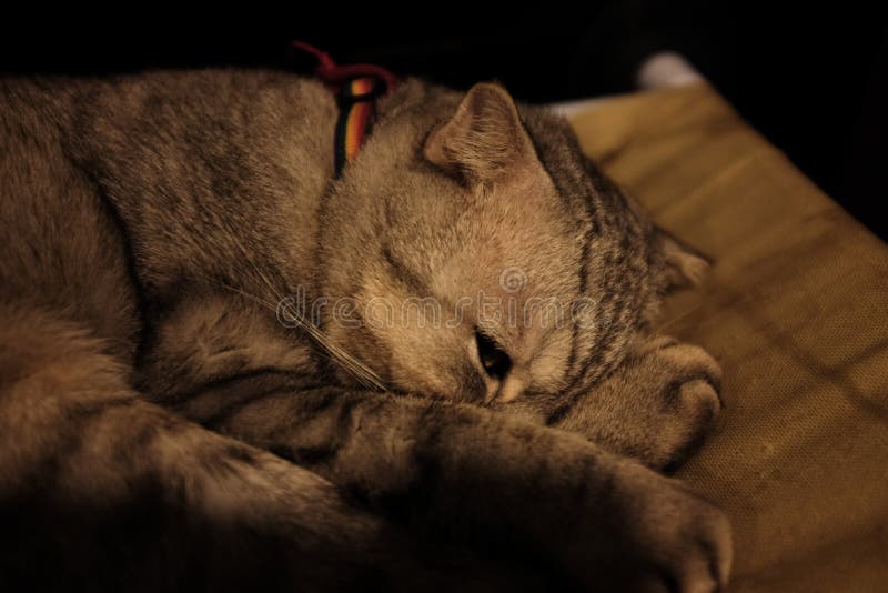 Cat Sleeping in a Green Soft Cozy Sofa Stock Photo Image of kitten, green 133247590