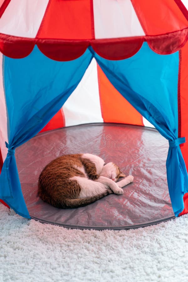 Cat Sleeping at Home in Tent Stock Image Image of hidden, nature