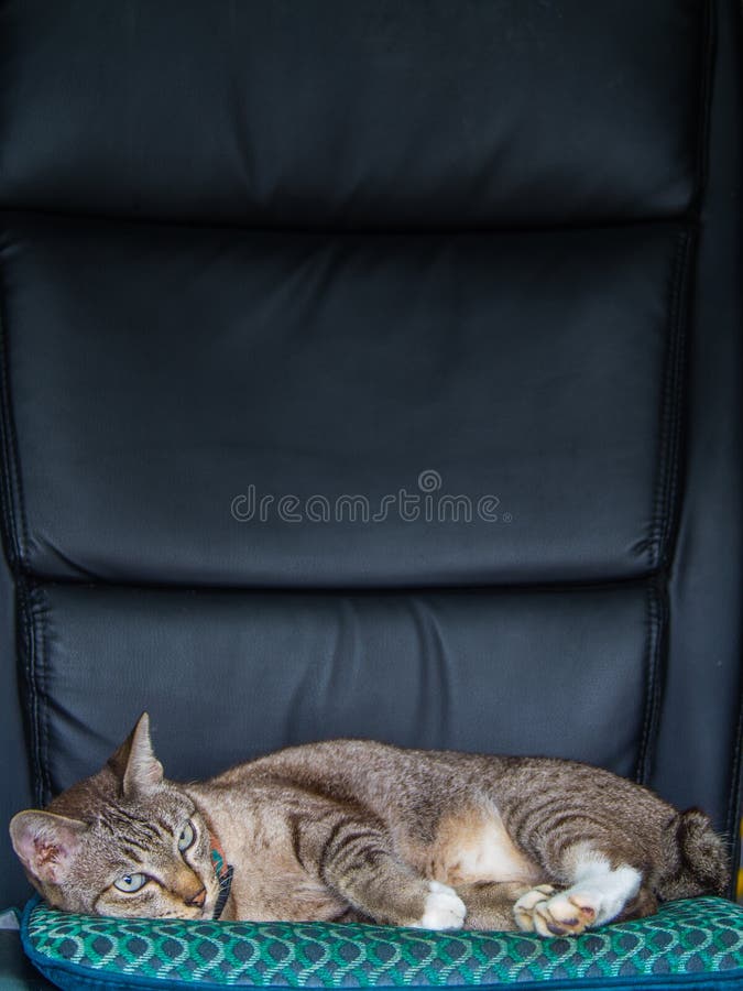 Cat Sleeping Lazy on a Office Chair Stock Image Image of lovable