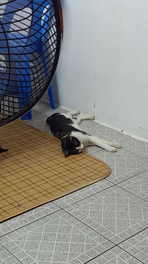 330 Cat Sleeping Mat Stock Photos Free & RoyaltyFree Stock Photos from Dreamstime