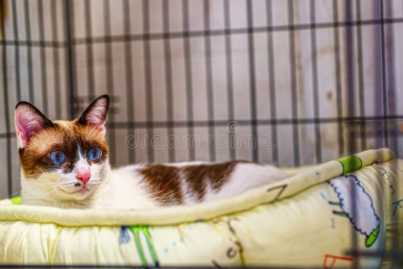 Cat sleeping on a mattress stock image. Image of animal 149768959