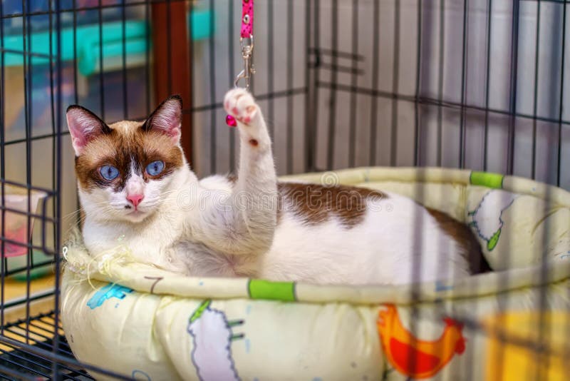 Cat sleeping on a mattress stock photo. Image of white 151948650