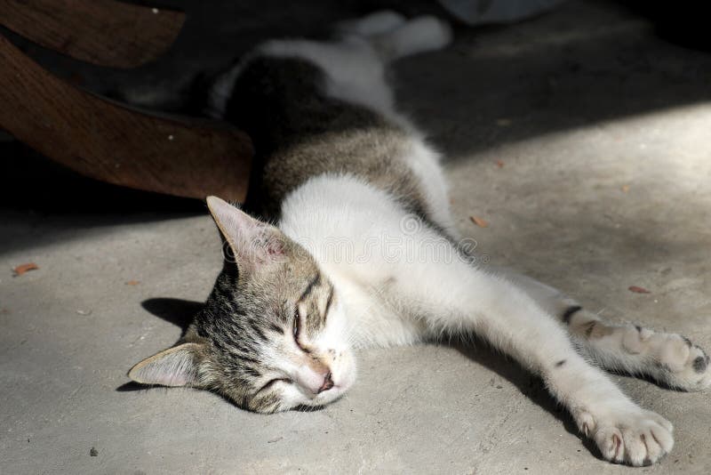 Cat Sleeping in the Morning Sun Stock Image Image of shadow, young