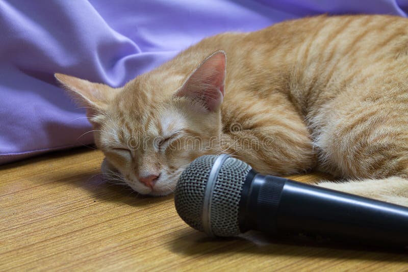 The cat sleeping stock image. Image of animal, close 64125289