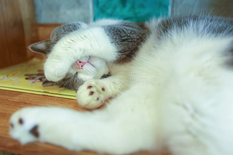 Cat Sleeping with Paw Cover Its Face on Stock Image Image of