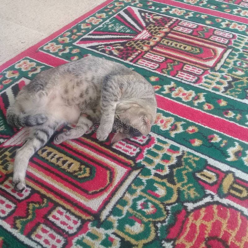 280 Cat Prayer Stock Photos Free & RoyaltyFree Stock Photos from