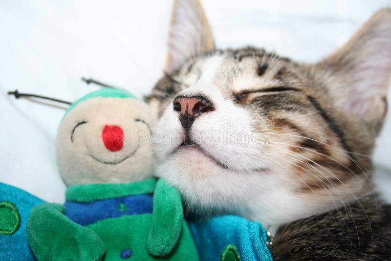 Cat sleeping with puppet