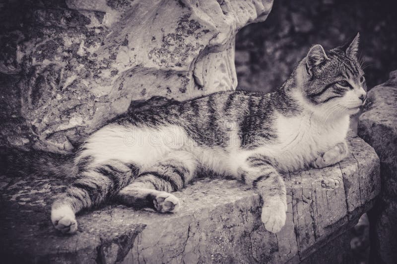 Cat Sleeping on a Rock stock image. Image of black, rock 108274861