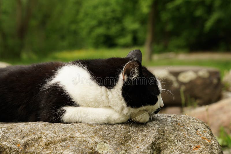 780 Sleeping Cat Rock Stock Photos Free & RoyaltyFree Stock Photos